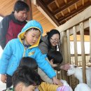 강원 염소 축산 이미지