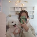 노크노크 강아지미용실 이미지