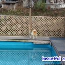 청룡오리돈돈 이미지