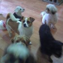 도그패밀리 이미지