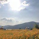 (주)코스모스팩토리 | 동탄 근교 코스모스ㅣ동탄 가볼만한 곳 기흥호수공원 주차 꿀팁 및 주말 방문 후기