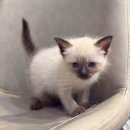 달래캐터리 | 🐾 샴고양이가정분양 | 샴에 관한 알짜배기 정보 모음!