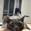 독크루 | 우리집 고양이 사료 ANF 6Free+를 만드는 ANF 무해크루 활동 후기