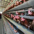 새인농장 이미지