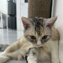 냥이는꿀꿀 이미지