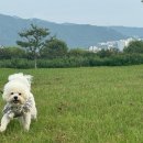 사람과 애견미용 | 부산 기장 정관애견미용 귀엽다멍 비숑스포팅후기