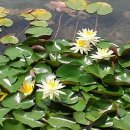 법수-8 이미지