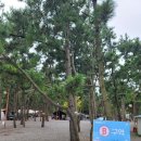 몽산포 송림 | 해루질 낚캠 키즈카페가 있는 태안 바닷가 캠핑장 어은돌 송림캠핑장