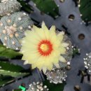 올리브네 이미지