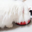웰츠헤어 이미지