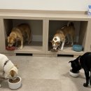 위드펫종합동물병원 이미지