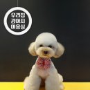 진접애견미용 이미지