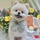 마리애견미용실 이미지