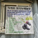 홍가네농장 | 충주 삭개오 오디농장 체험기