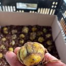 통일농장 이미지