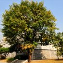 느릅나무집 이미지