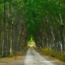 포플러(poplar) 이미지