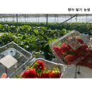 금원농장 | [경기도 광주 딸기체험농장] 향아딸기농원