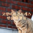 그루밍 이미지