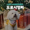 도로시멍찌(DOROTHYMUNGCCI) | 도로시멍찌 솔직후기 남양주애견카페