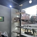 개이쁜냥 이미지