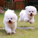 강아지집 이미지