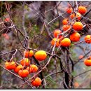 설천면031 이미지