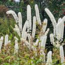 하얀정원 이미지