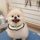 코코아도그 이미지