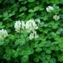 세잎클로버 이미지