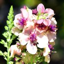 그룸그룸 이미지