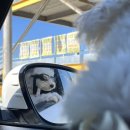 멋진강아지 이미지