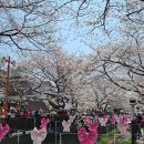 (주)영화정비 | 2026 진해 군항제 벚꽃 놀이 갈만한가요? 추천 비추천 솔직 후기 (+잠실 석촌호수 비교)