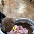 여흥로109번길 | 🌿 여주한글시장 애견동반식당 발견! ㅣ🌈무지개분식🌈ㅣ강천섬 나들이 후 먹기 딱 좋은 집밥 맛집