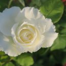 블랑쉬(Blanche)