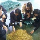 홍천사랑말 TMR 이미지