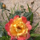 서부농업기술센터 이미지