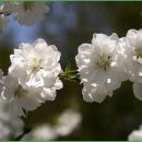 백의민족 이미지