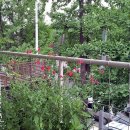 와플스토리 이미지