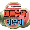 집에서도 키우기 쉬운 애플수박 키우기 노하우 (텃밭 재배 후기)