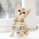 부산고양이분양 미유펫 | 부산고양이무료분양 정성스러웠던 미유펫