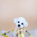 사르르몽몽 이미지