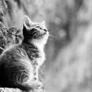 안양유지사료 이미지