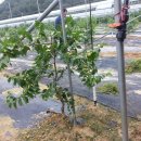 웅희농장 이미지