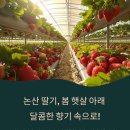 논산 딸기체험 농장 예약