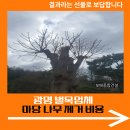 마당건설인력 | 광명 벌목업체 마당 나무 제거 비용