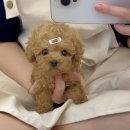 꽃강아지 이미지