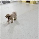 청주 애견유치원 꼬리흔들개Lucky 이미지