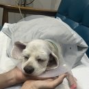 배재반점 | 강아지 혈소판 감소증 IMT 증상, 수혈 후기