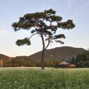 메밀꽃필무렵 이미지